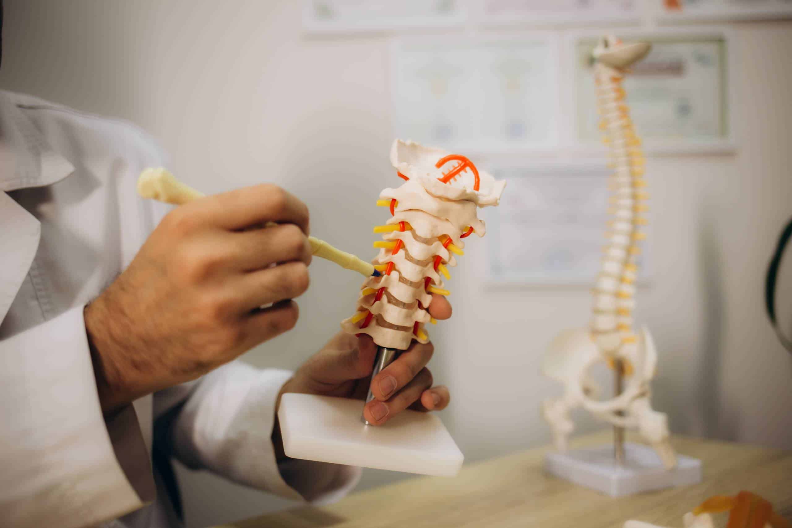 Orthopaedic specialist using a spine model to demonstrate cervical vertebrae structure.
